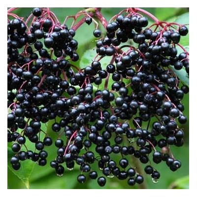 World Herbs Bez černý plod 1000 g