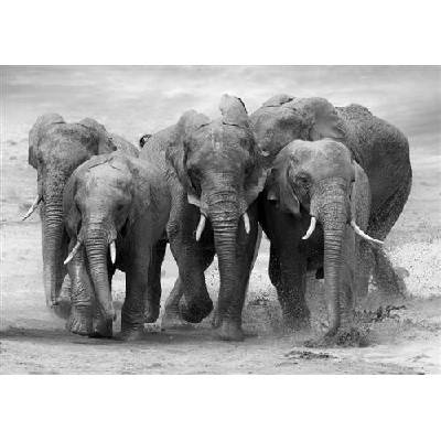 IMPOL TRADE 11578 V8 Vliesové fototapety stádo slonov rozmer 254 cm x 368 cm