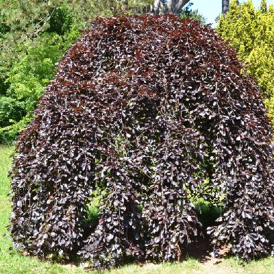 fagus purpurea - Heureka.cz