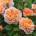 David Austin® Роза The Lady Gardener' ® - David Austin®