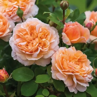 David Austin® Роза The Lady Gardener' ® - David Austin®