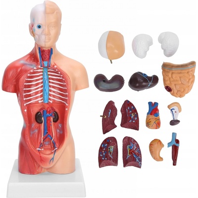 Kgedon Anatomický model ľudského trupu 28 CM