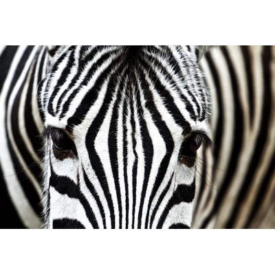 008 Samolepící fototapeta na podlahu - Zebra, 255 x 170 cm