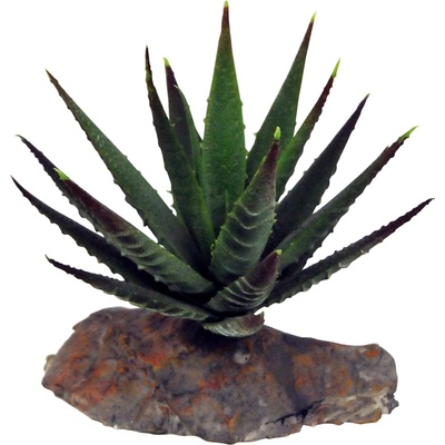 Lucky Reptile Agave malé 10 cm