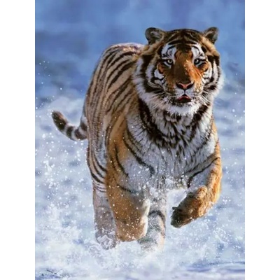 Ravensburger - Puzzle Tiger in Winter - 500 piese
