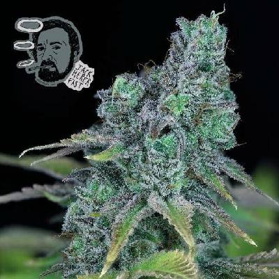 SEEDSMAN Jack Herer FAST semena neobsahují THC 3 ks