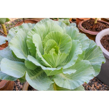 Kapusta biela poloneskorá - Brassica oleracea - predaj semien kapusty - 200 ks