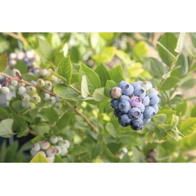 Čučoriedka bio skorá FloraSelf Bio Vaccinium corymbosum 'Early Blue' cca 40 cm kvetináč 3 l