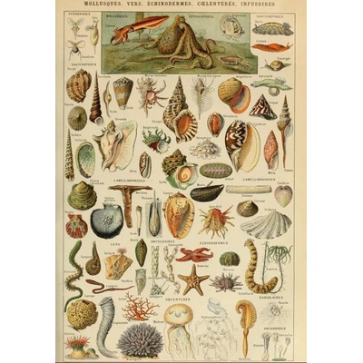 Grafika Ilustrácia z Larousse pour Tous Molluscs 1000 dielov