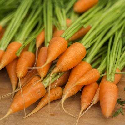 Bio Mrkev Chantenay - Daucus carota - bio semena mrkve - 350 ks