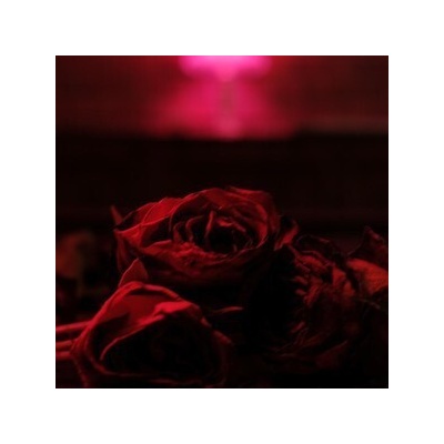 Paper Kites - The Roses Coloured Vinyl LP
