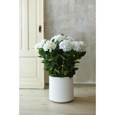 eshop-kvetinace.cz Umělá hortenzie HYDRANGEA v bílém květináči, výška 90 cm, bílá