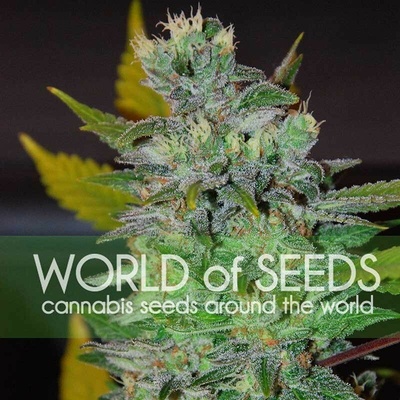 World of Seeds Space semienka neobsahujú THC 12 ks