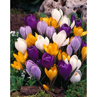 Mix krokusů 50 ks – Zboží Dáma Mix krokusů 50 ks – Zboží Dáma