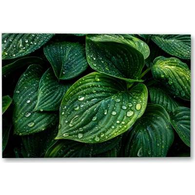 Plakát – Zelené listy s kapkami vody Bez rámu Ano Bez rámu 135 × 90 cm