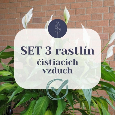 SET 3 rastlín čistiacich vzduch
