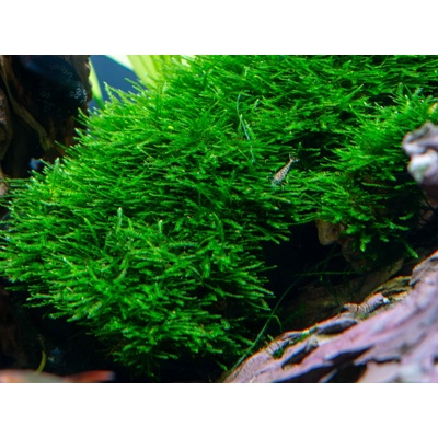 Taxiphyllum sp. Giant
