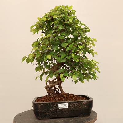 e-bonsai Venkovní bonsai -Carpinus Coreana - Habr korejský