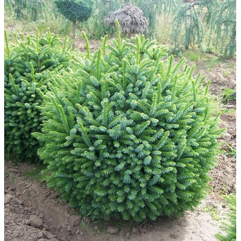 Smrk Omorika Nana (omorika Nana, smrku omorika, Smrk omorika) Smrk Omorika Nana