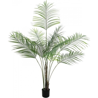 Areca palma s velkými listy, 185 cm