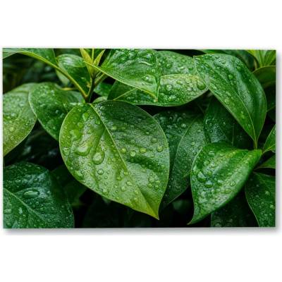 Plakát – Zelené listy s kapkami vody 135 × 90 cm Bez rámu Ne Bez rámu