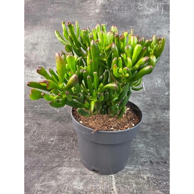 Crassula hobitt bonsai 17 cm (Bonsai na přímé slunko)