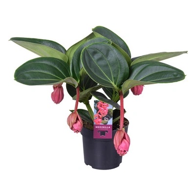 Medinilla magnifica Lambada 4+ flowers 12x50 cm