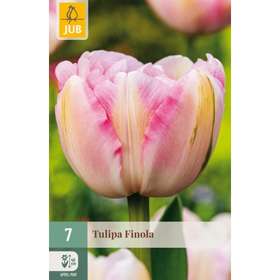 850651/8205 Tulipány Finola 7ks