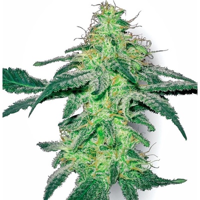 White Label White Skunk regular semena neobsahují THC 10 ks