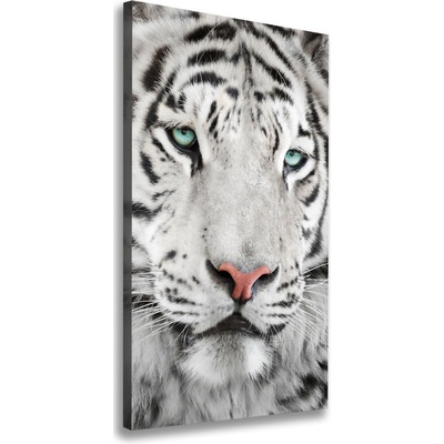 Vertikálny foto obraz canvas Biely tiger 50x100 cm