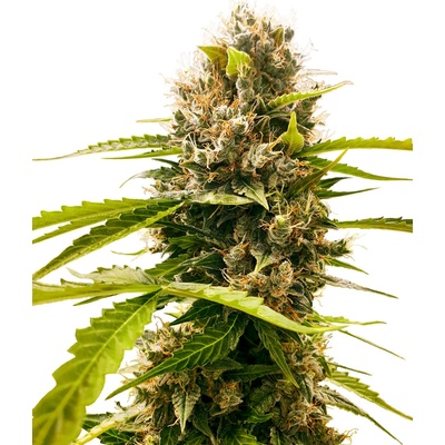 Sensi Seeds Research Mandarin Punch semena neobsahuji THC 3 ks