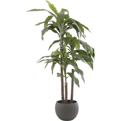 Umělá rostlina Dracena, 100 cm, zelená 966130