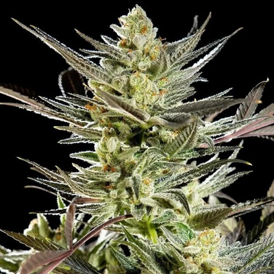 Philosopher Seeds Fruity Jack semena neobsahují THC 5 ks