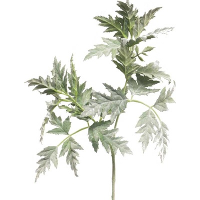Petrželka kráva - Cow parsley zelená V70 cm
