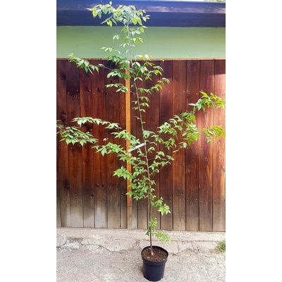 Zelkova ostrolistá (Zelkova serrata) veľkosť 250-300cm