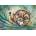Magnolia - Puzzle Snail - 1 000 piese