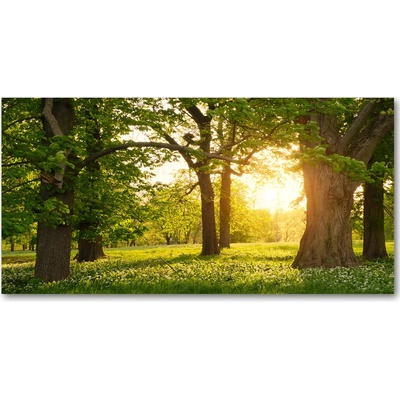 Fotoobraz na skle Stromy v parku 100x50 cm