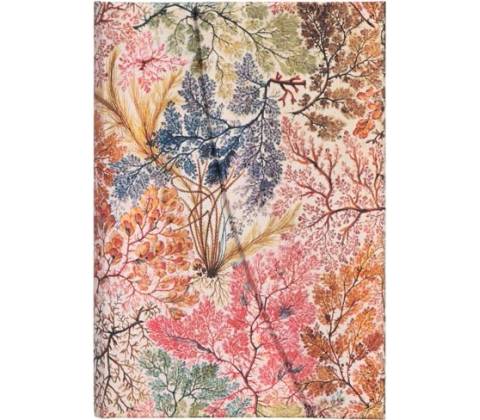 Anemone Mini