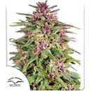 Dutch Passion Frisian Dew semena neobsahují THC 3 ks