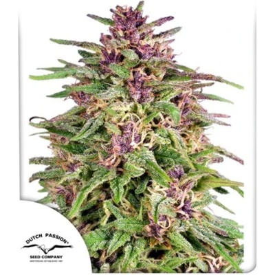 Dutch Passion Frisian Dew semena neobsahují THC 100 ks