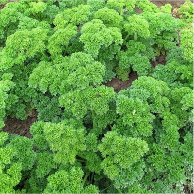 Petržel Mooskrause - Petroselinum crispum - semena petržele - 500 ks