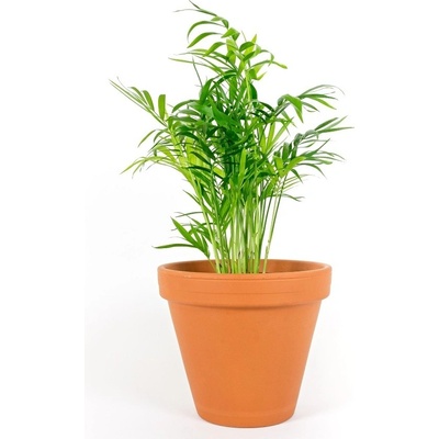 Gardners Chamaedorea elegans, průměr 6 cm Chamedorea sličná, Palma horská, Oštěpuška nádherná