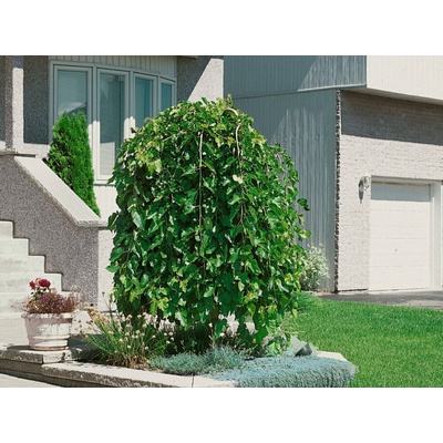 Moruša biela Pendula na kmienku 140-180 cm, kont. 6 l