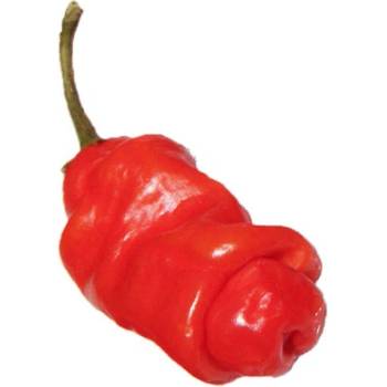 Need For Seed Chilli Penis Pepper Red sazenice 1 ks
