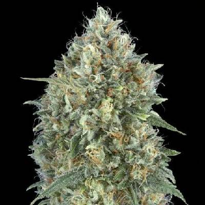 Advanced Seeds AUTO Gelato #33 semena neobsahují THC 5 ks