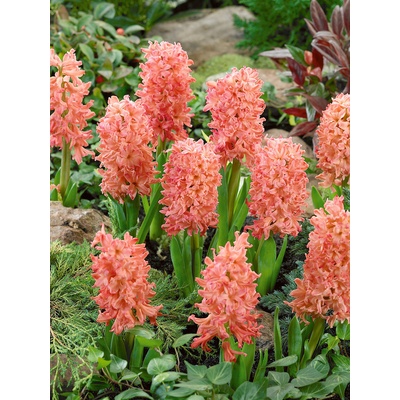 Hyacint 'Gipsy Queen' 3 ks