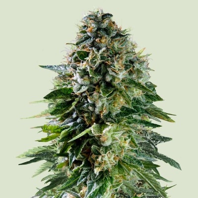 Royal Queen Seeds x Tyson Corkscrew Auto semienka neobsahujú THC 1 ks