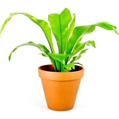 Gardners Asplenium nidus, průměr 6 cm Sleziník hnízdnatý, ptačí hnízdo