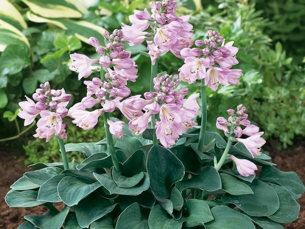 Hosta Blue Mouse Ears