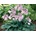 Hosta Blue Mouse Ears